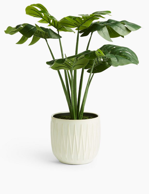 Artificial Cheese Plant Gift Ideas