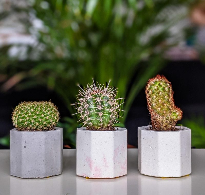 Set of Three Cacti In Concrete Pots